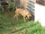 Haida - Triola Cane Corso
